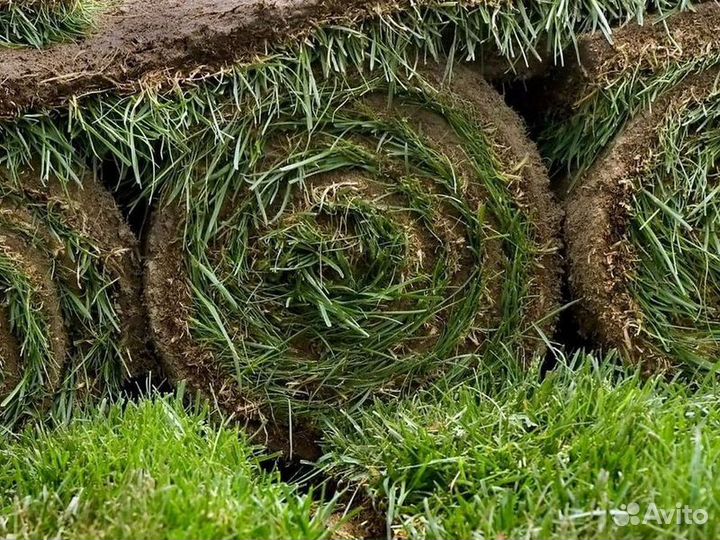 Укладка рулонного газона