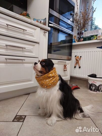 Шапочка снуд для собак