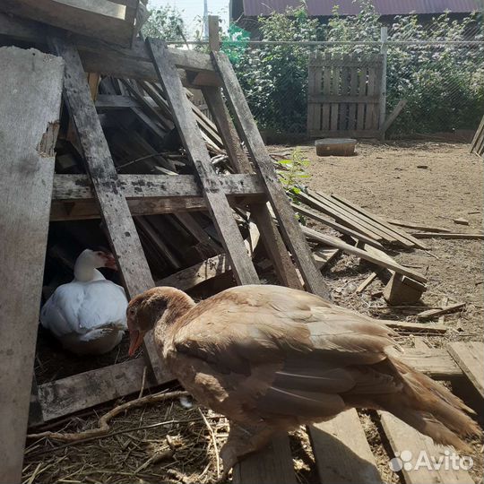 Мускусные утки