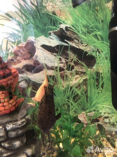 Аквариумные рыбки Сомы