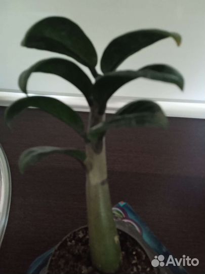 Замиокулькас зензи