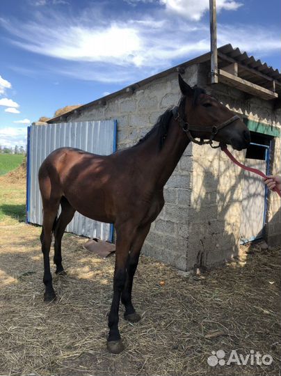 Продается русская рысачка