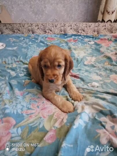 Русский спаниель