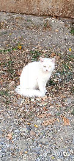 Возьмите котика