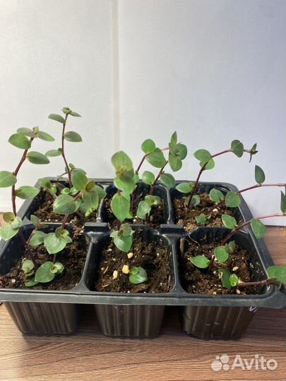 Рассада каллизии