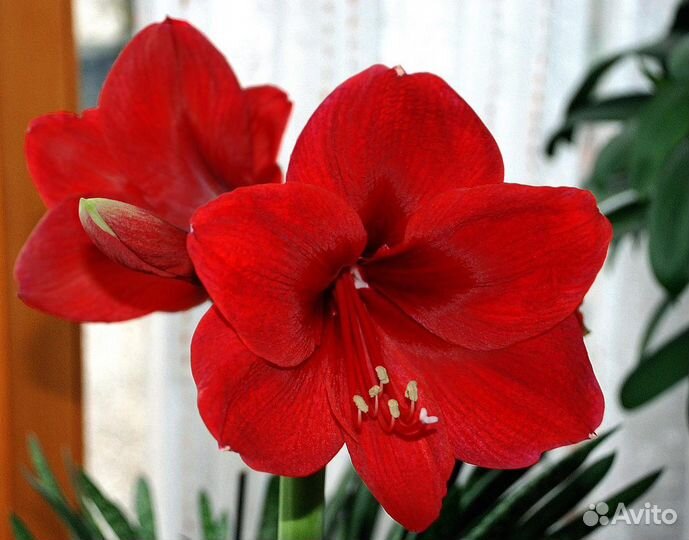Гиппеаструм амариллис