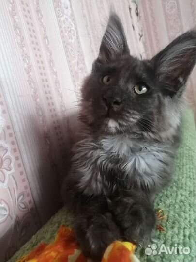 Котята мейн-кун