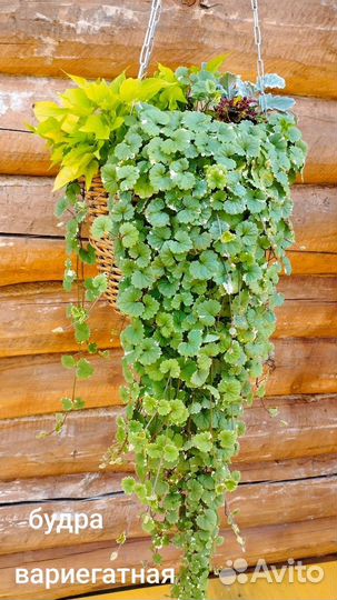 Вечнозелёные вегетативные растения