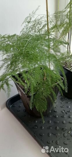 Аспарагус перистый, Шпренгера и аспарагус Мейера