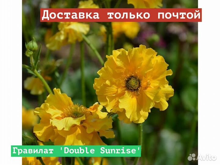 Гравилат Double Sunrise