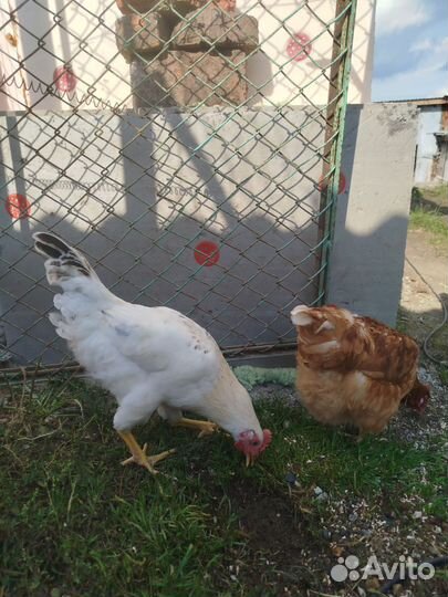 Петушки молодые