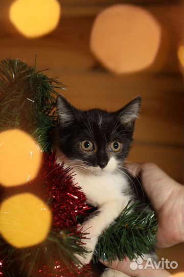 Котенок в дар