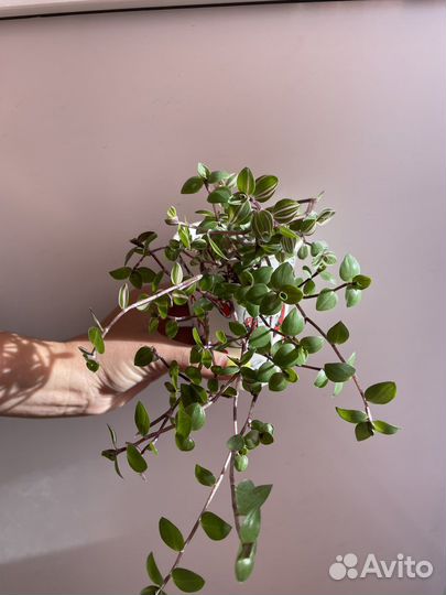 Каллизия бьянка