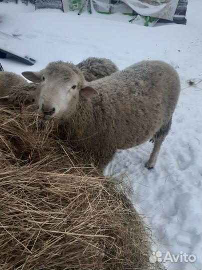 Баран племенной