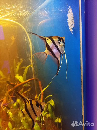 Аквариумные рыбки