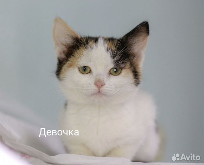 Котята