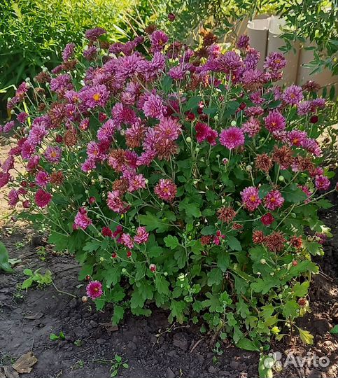 Хризантема, ирисы