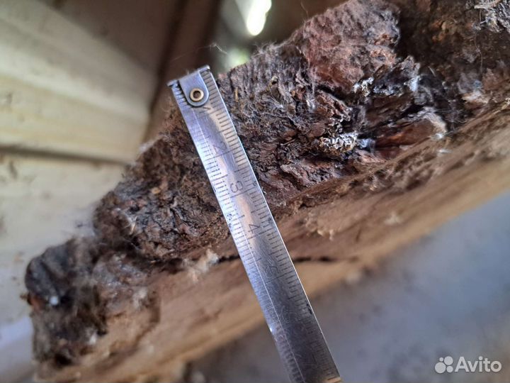 Спил дуба сухой