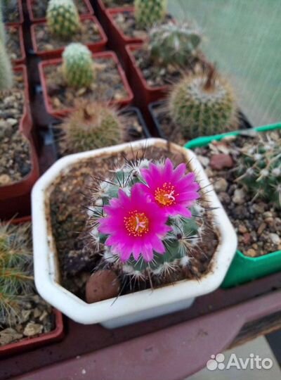 Кактусы и суккуленты