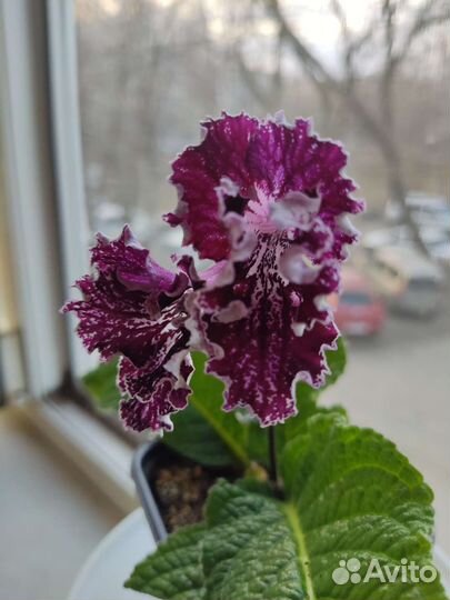 Глоксинии,стрептокарпусы