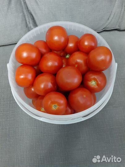 Помидоры домашние