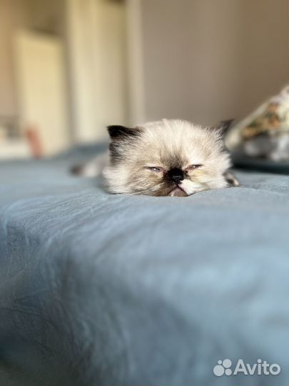 Персидская гималайская кошечка