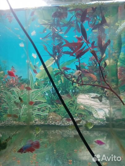 Аквариумные рыбки и растения