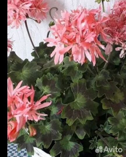 Пеларгония до 5.12