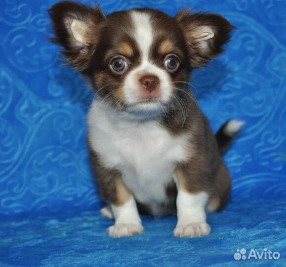 Самая красивая девочка