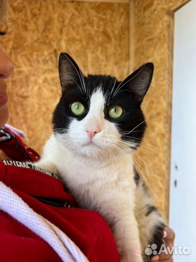 Котик в добрые руки бесплатно