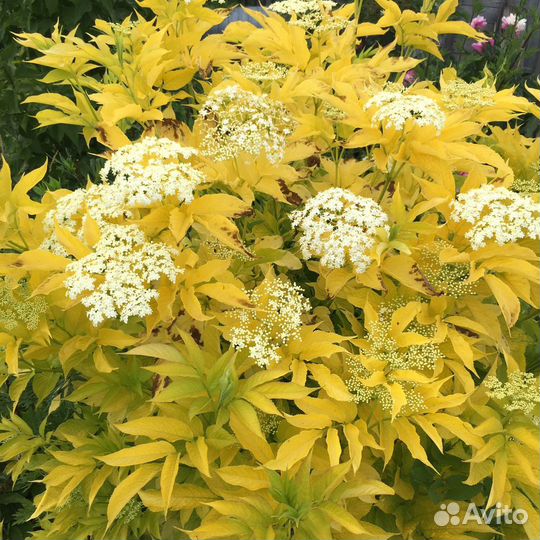 Сирень прим Роуз жёлтая