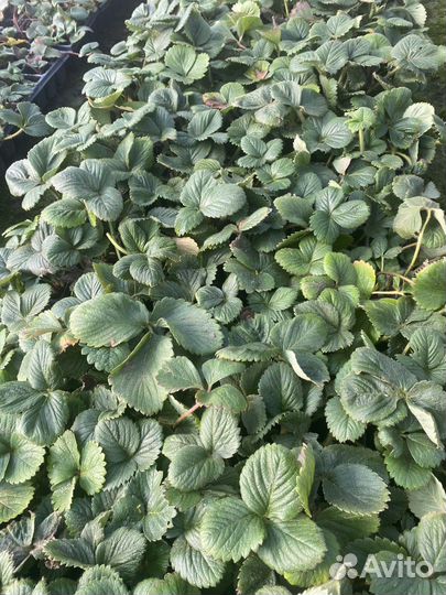 Рассада клубники