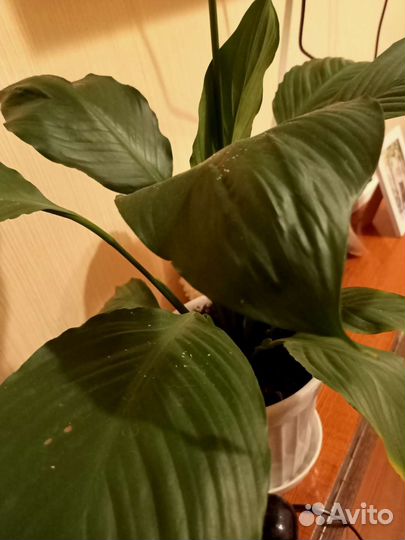 Спатифиллум (цветок женского счастья)