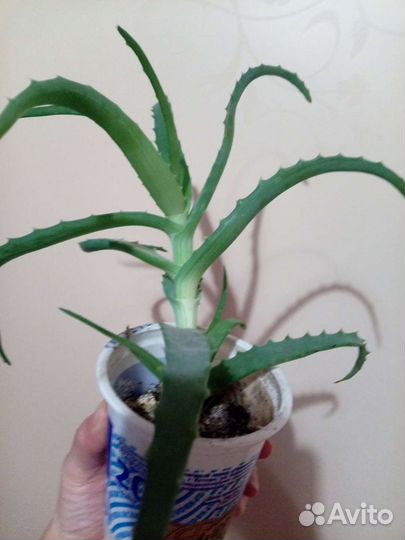 Алоэ 2хлетние