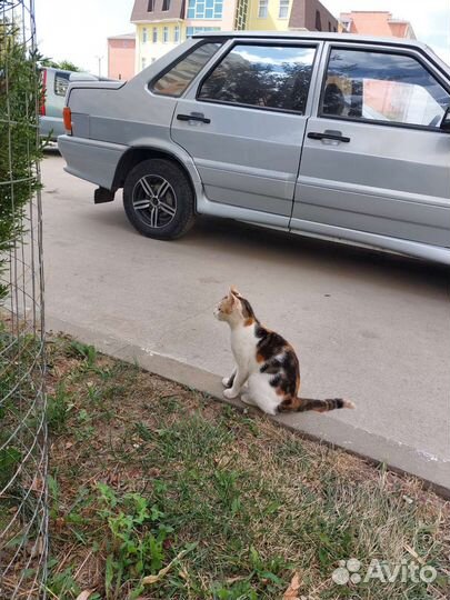 Трехцветный котенок