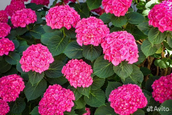 Гортензия крупнолистная саженцы
