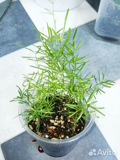 Алоказия Зебрина и Макрориза, Аспарагус Шпренгера