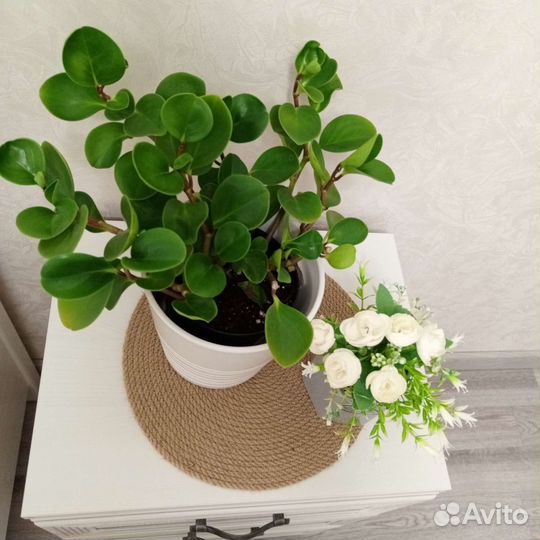 Пеперомия туполистная