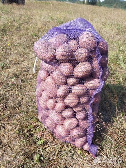 Картошка сорт Белая роза