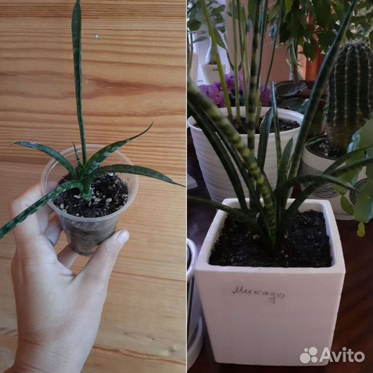 Комнатные цветы