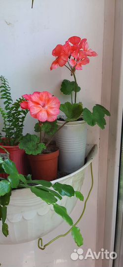 Пеларгония герань