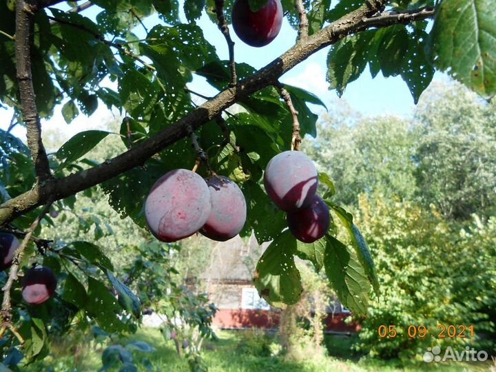 Саженцы сливы и вишни