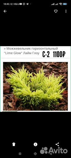 Хвойные растения