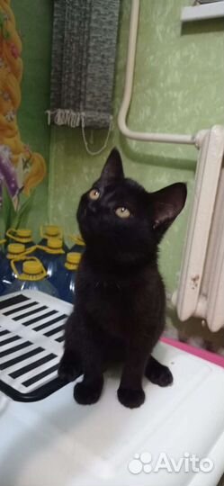 Подкидыши ищут дом