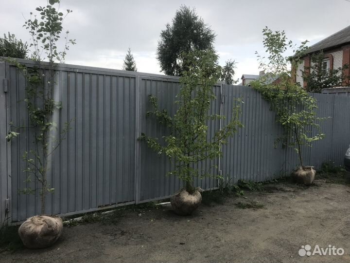 Яблоня сибирская