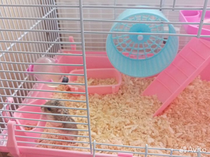 Малышка хомяка с клеткой