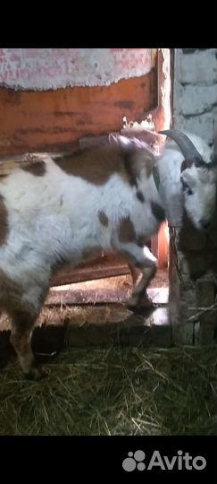 Козел производитель