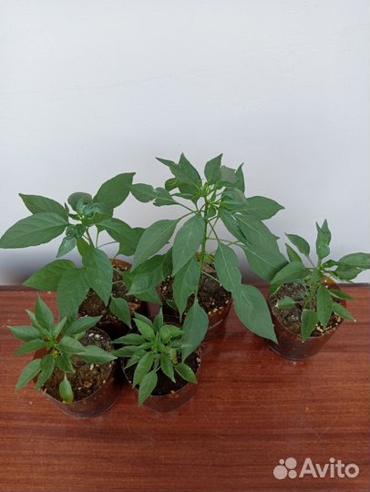 Острый перчик