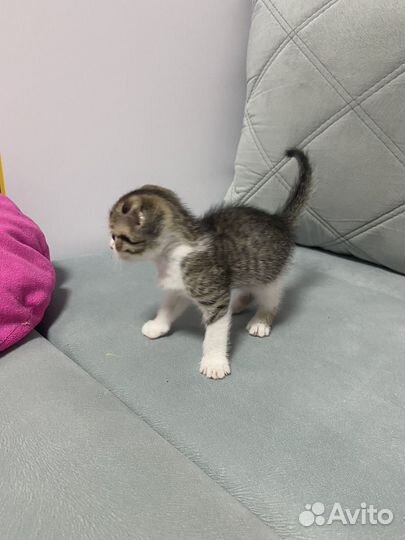 Шотландские вислоухие котята