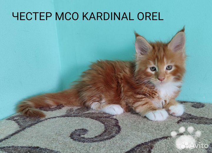 Котята мейн-кун